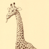 Mirko Rathke Giraffe  Sepia Zeichnung 2012